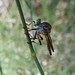 Flickr photo 'Zosteria sp. (Robber Fly)' by: Arthur Chapman.
