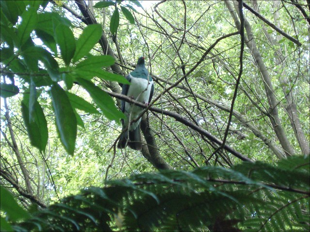 New Zealand Wood pigeon