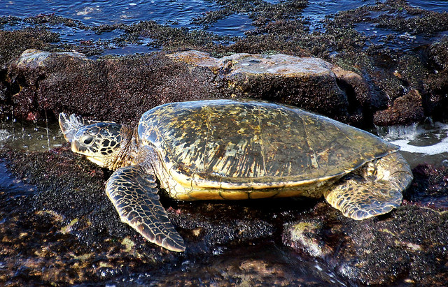 Sea Turtle.Maui.