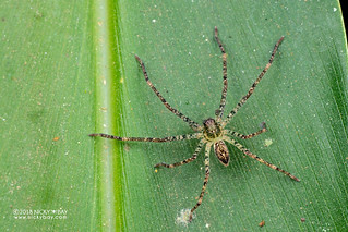 Huntsman spider (Sparassidae) - DSC_8922