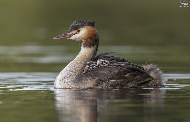 Great Crested Grebe Late Brood