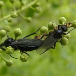 Märzfliegen (St. Marks Fly, Bibio marci) bei der Paarung, links das Männchen und rechts das Weibchen