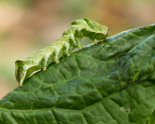 pennsylvania bradfordcounty caterpillar hitchedarches melanchraadjuncta