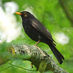 Männliche Amsel (Blackbird, Turdus merula) in der Flehbachaue