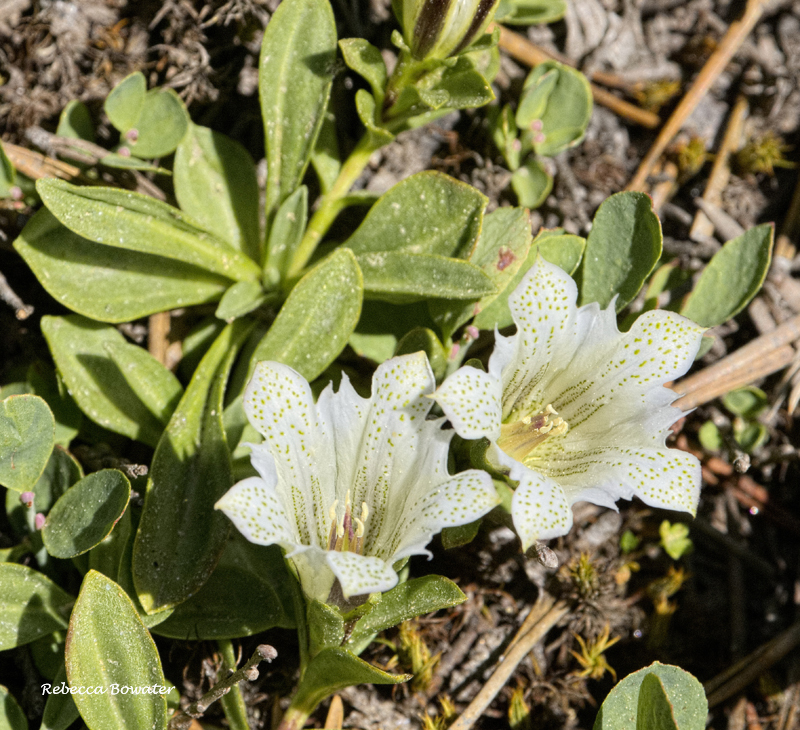 Alpine Gentian  Gentiana newberryi