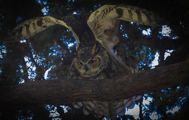 Great Horned Owl Santa Monica Woodlawn Cemetery data fixed I hope-150
