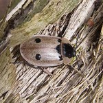Vierpunkt-Aaskäfer (Four-spotted Carrion Beetle, Dendroxena quadrimaculata)