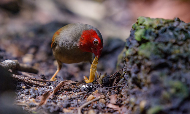 Crimson Finch - Darwin, NT