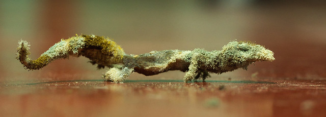 Moldy Gecko