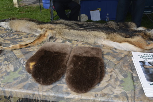 Photo of pelts on display at educational event