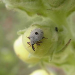 Borstiger Blattschaber (Bristly Leaf Weevil, Cionus olens)