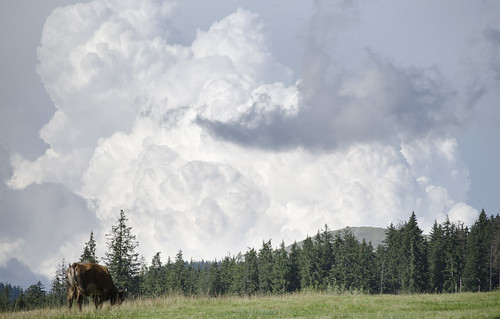 cow cloud cloudy landscape mountain forest travel clouds