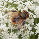 Wanzenfliege (Pattern-winged Bug Tachinid Fly, Phasia hemiptera), Männchen