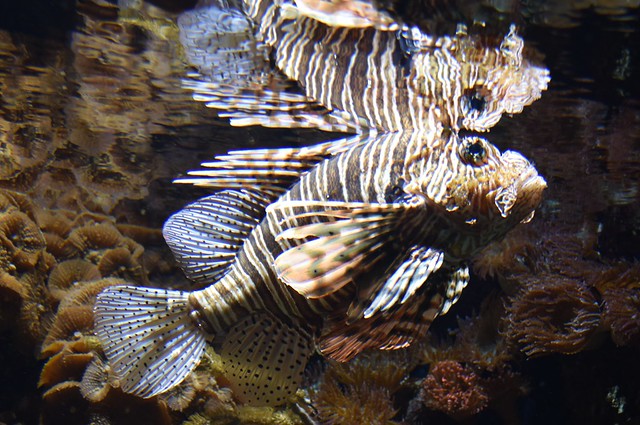 Lionfish