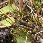 Gefleckte Keulenschrecke (Mottled Grasshopper, Myrmeleotettix maculatus), Männchen