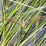Große Königslibelle (Emperor Dragonfly, Anax imperator), Weibchen bei der Eiablage