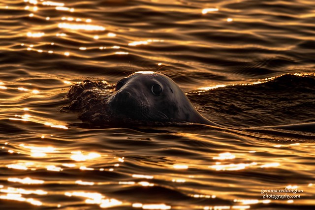 Seal at first light