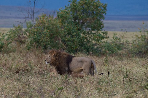 ngorongorocrater tanzania ngorongoro crater lion lions cat bigcat male bigmale couple pride feline pentaxk30 pentax60250 pentax pentaxart nature wildlife africa africancats