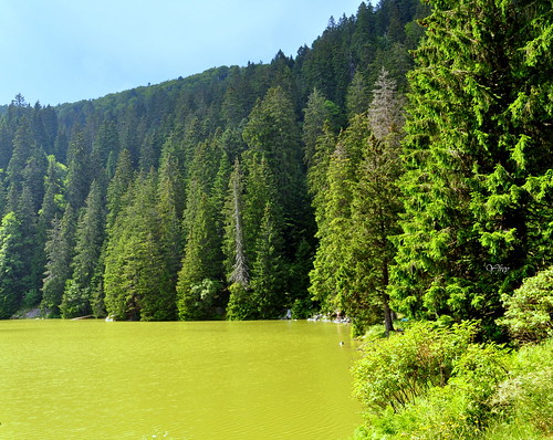 lac eau soultzeren massifdesvosges hautrhin grandest alsace lacdesoultzeren lacvert nature