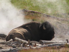Bison bison, Yellowstone National Park, Wyoming, USA