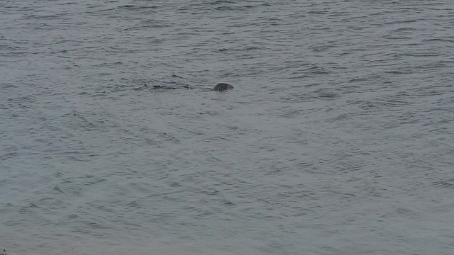 Seals and kayaks
