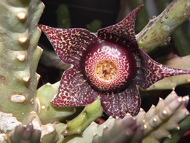 Orbeanthus hardyi (R.A. Dyer) L.C. Leach