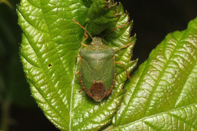 Palomena prasina (Green Shield Bug) - Guernsey.