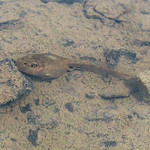 Kreuzkröte (Natterjack Toad, Epidalea calamita), Kaulquappe