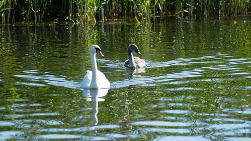 Swans approaching, Avon