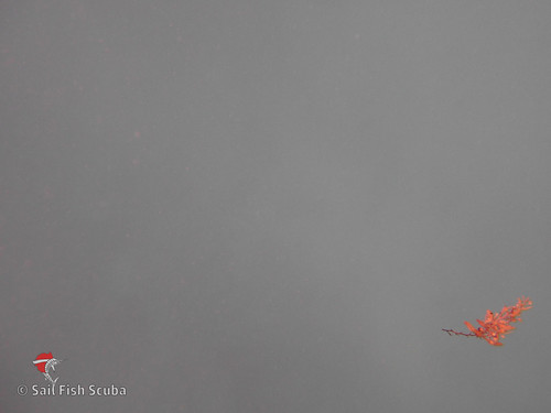 Button Spotted Mutton Snapper Scuba Dive Key Largo | by Sail Fish Scuba