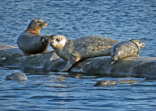 Just some seals