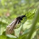 Wasserflorfliege (Alderfly, Sialis fuliginosa/lutaria/nigripes), Artenkomplex