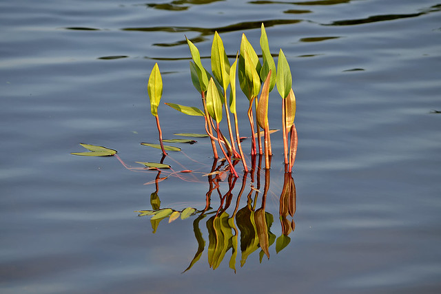 Reflections. Aquatic plants. Finland, summer.
