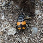 Schwarzhörniger Totengräber (Common Sexton Beetle, Nicrophorus vespilloides)