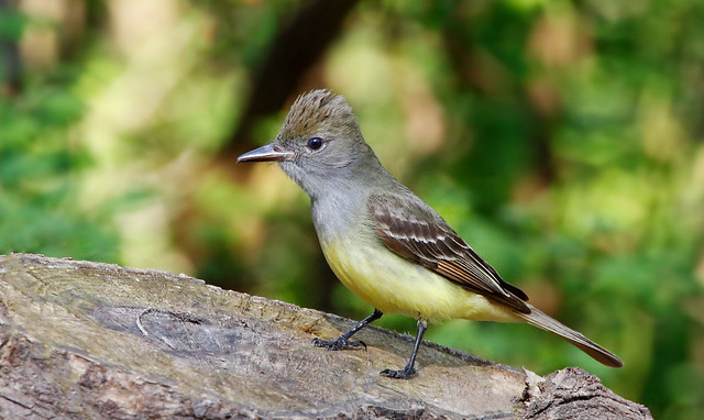 Great crested flycatcher male