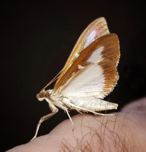 Box Moth