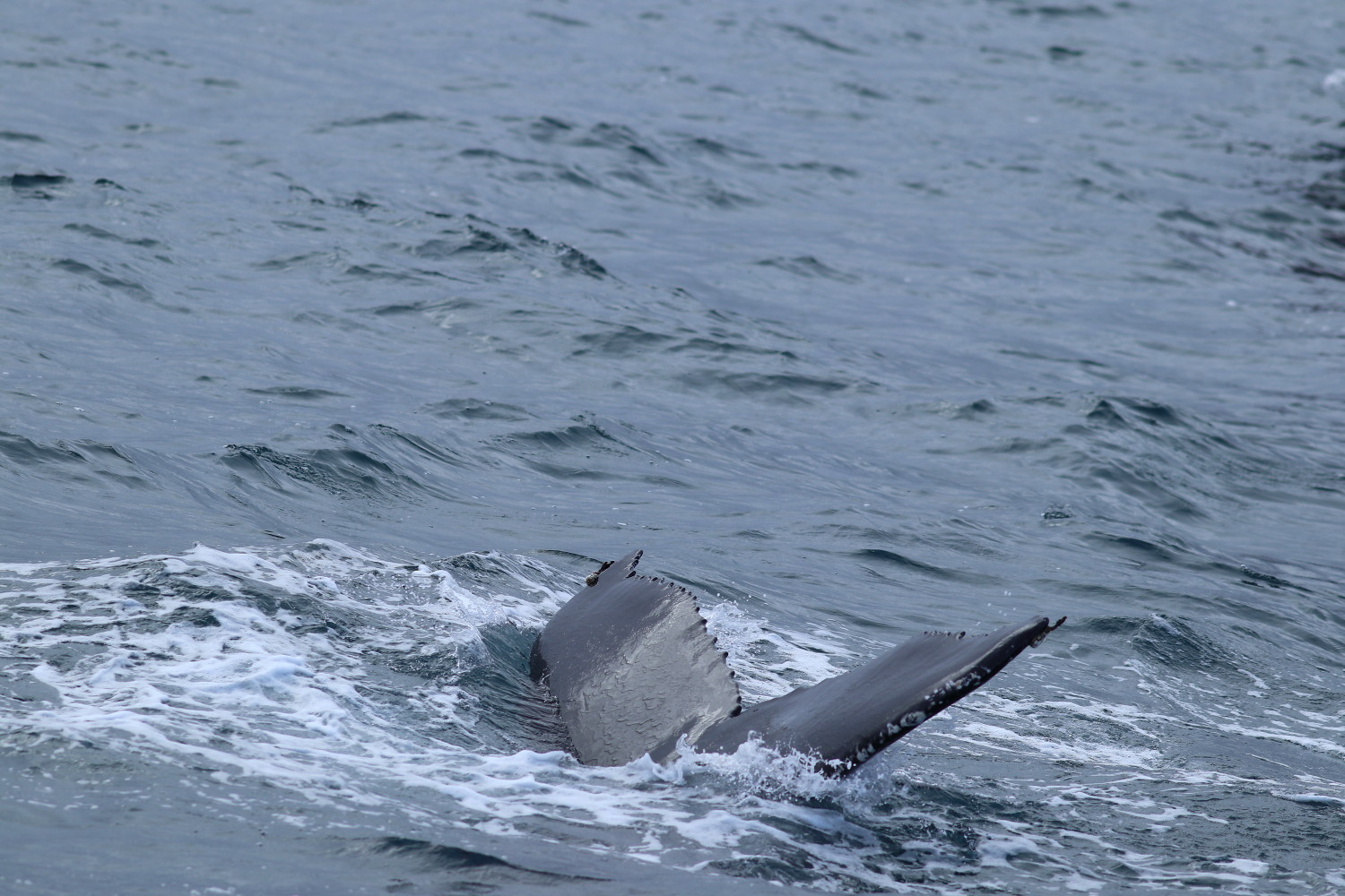 Tail of a humpback whale feeding off Húsavík