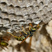 Flickr photo 'European Paper Wasps (Polistes dominula) on nest ...' by: Bernard DUPONT.