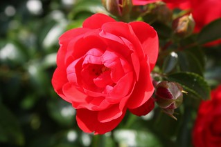 Miniature Red Rose | by Craigford