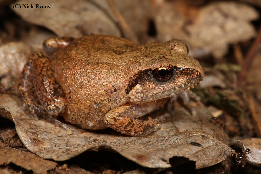 Shovel-footed Squeaker (Arthroleptis stenodactylus) | Flickr