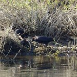 Rabenkrähen (Corvus corone) fressen einen Fisch am Ufer der Ruhr