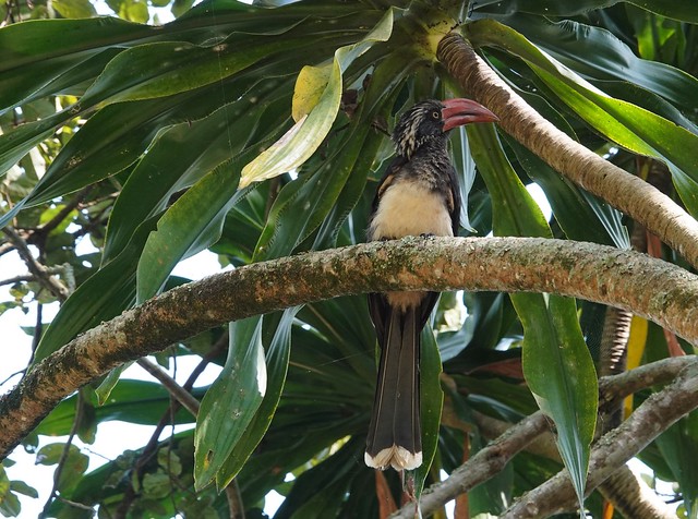 Crowned Hornbill_Entebbe_Botanical Gardens
