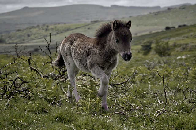 Dartmoor Foal.