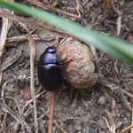 Violetter Blattkäfer (Brown Mint Leaf Beetle, Chrysolina sturmi)