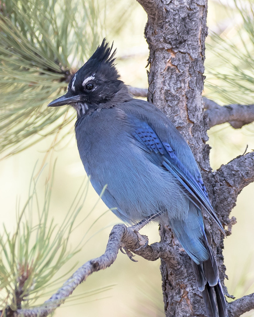 Steller's Jay | Bryce Canyon, Utah, USA The Steller's Jay is… | Flickr