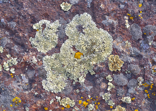 eechillington nikond7500 viewnxi lichen rock pattern texture nature utah hiking thespiraljetty