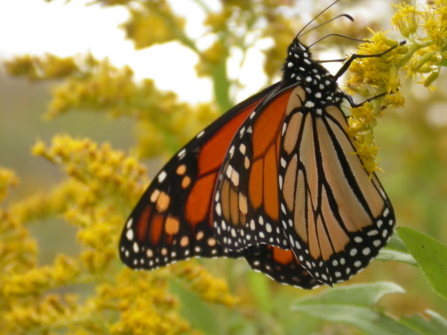 Monarch butterfly, Colonel Samuel Smith Park, Toronto