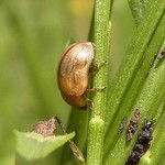 Ginster-Blattkäfer (Broom Leaf Beetle, Gonioctena olivacea)