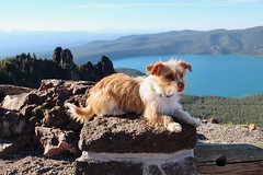 Dog taking a pose at Paulina Peak #2