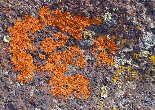 eechillington nikond7500 nature lichen utah hiking rock patterns abstract viewnxi thespiraljetty